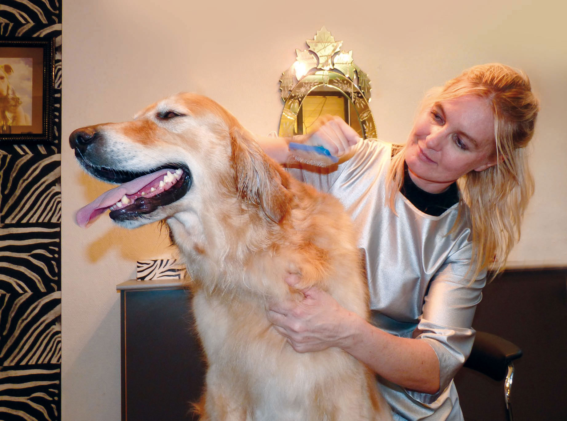 Illustrated dog grooming plan with coat care notes and appointment details