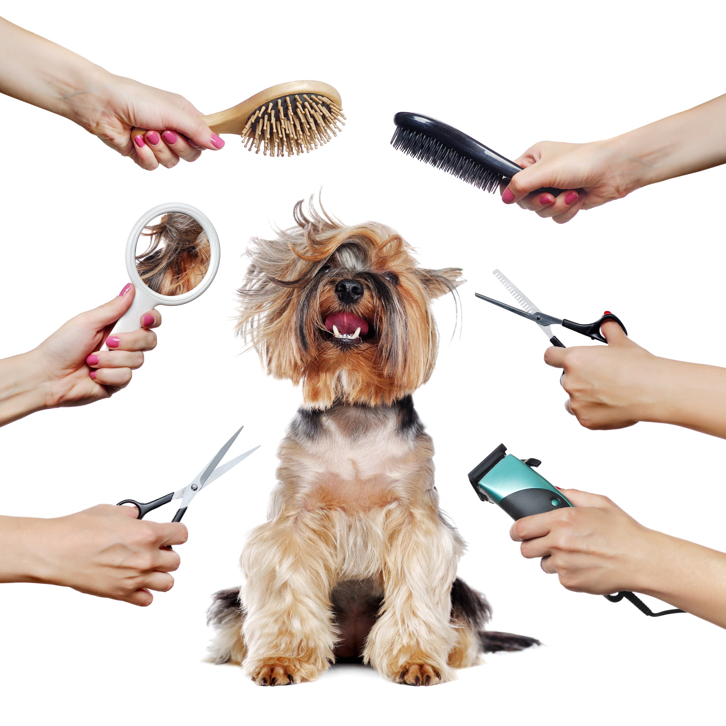 Illustrated dog grooming appointment and care planning board