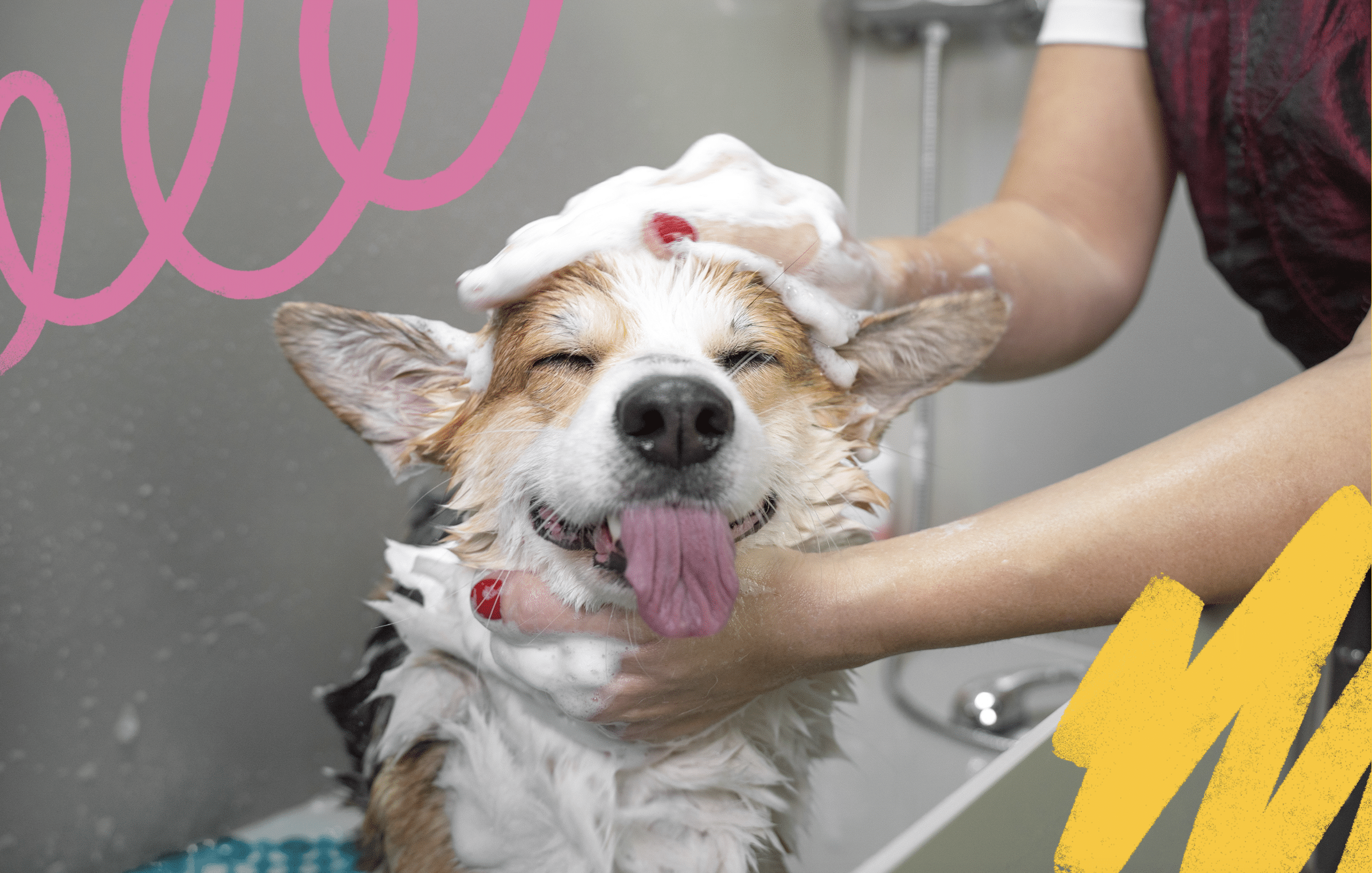 Happy dog receiving professional grooming and coat care