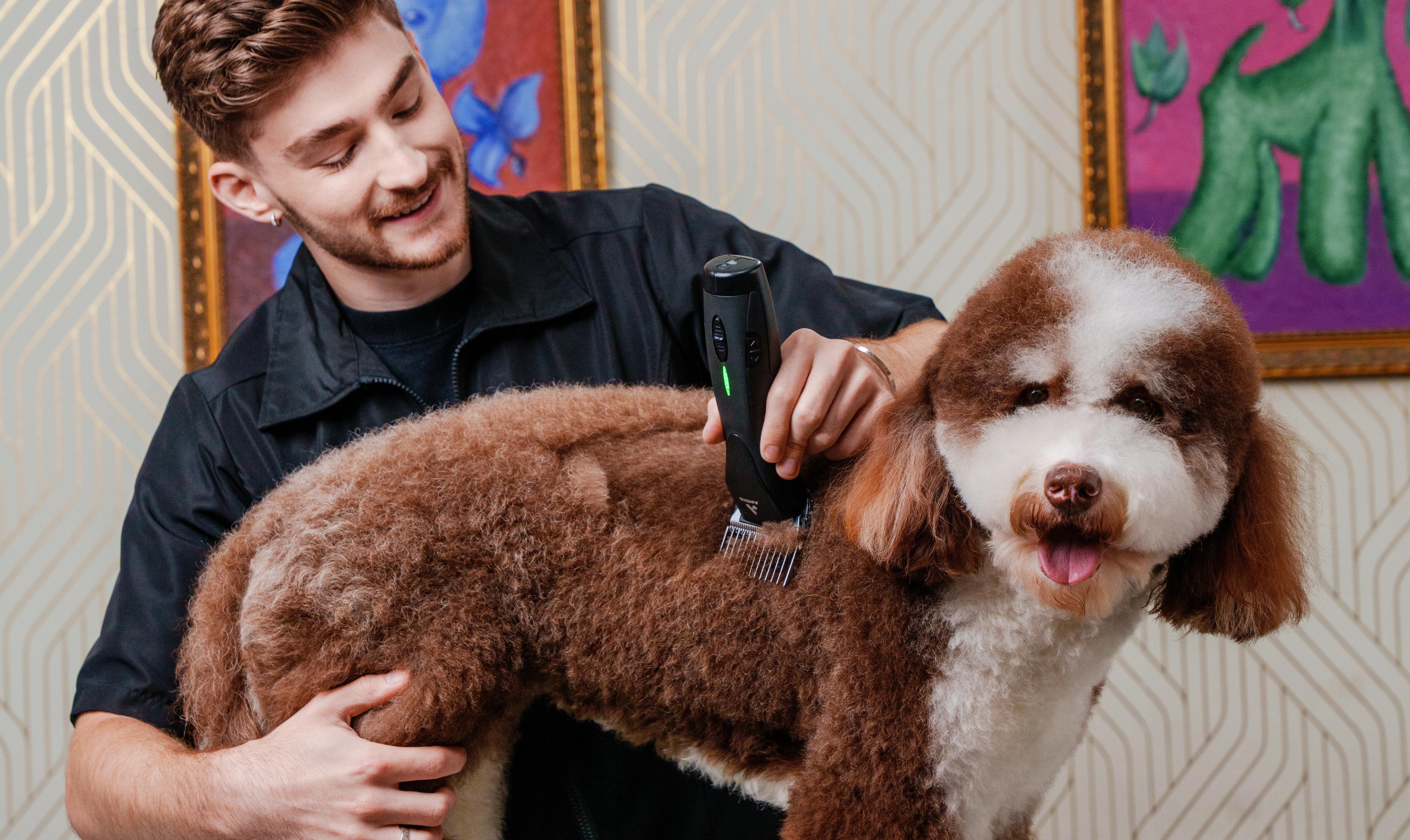 Illustrated dog grooming brushes, shampoos and coat care products