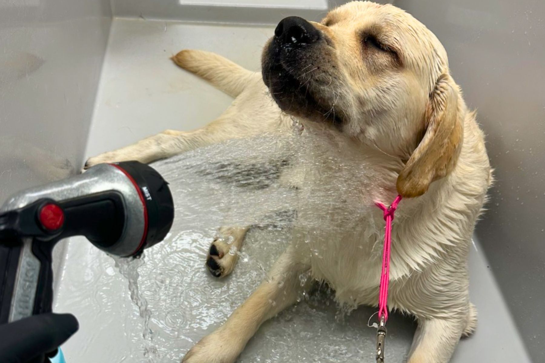 Illustrated dog grooming preparation and care routine