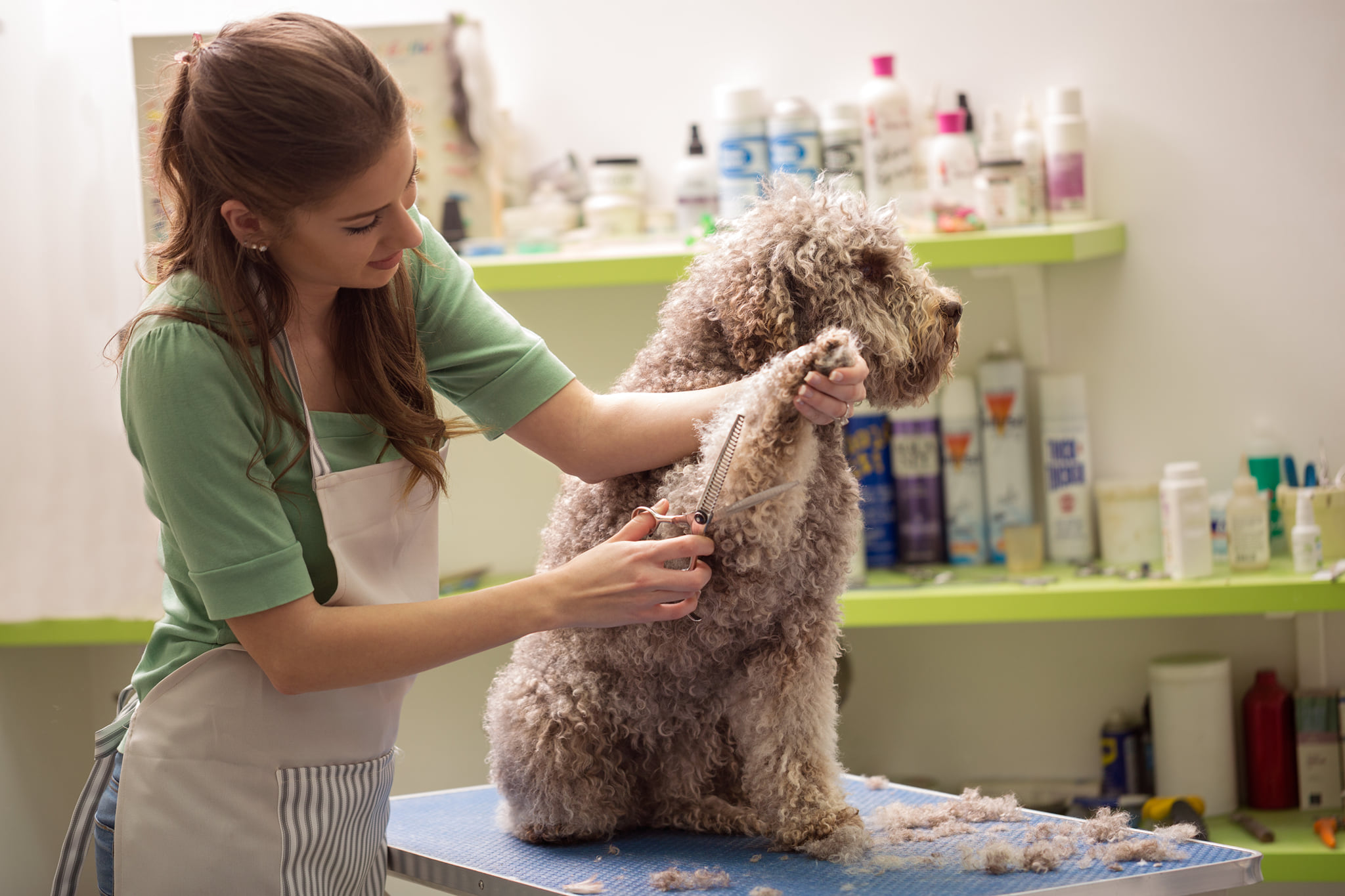 Professional groomer caring for a freshly bathed dog